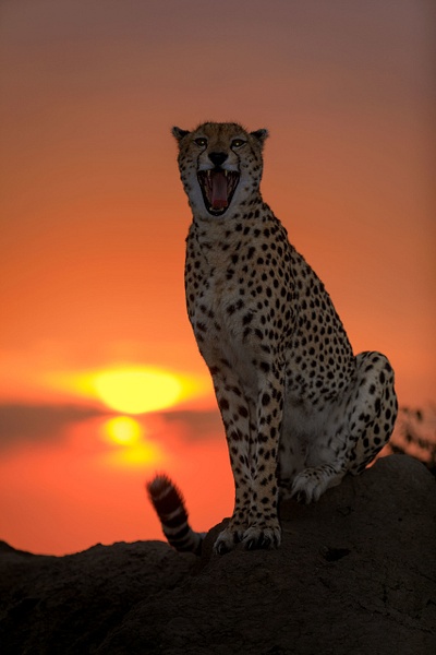 Cheetah-5,-Masai-Mara,-Kenya - IAN PLANT