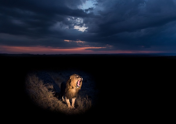 Male-lion-at-twilight-1,-Masai-Mara-National-Reserve,-Kenya - IAN PLANT