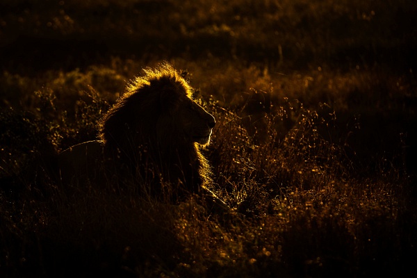 Backlit-lion-1,-Masai-Mara-National-Reserve,-Kenya - IAN PLANT 