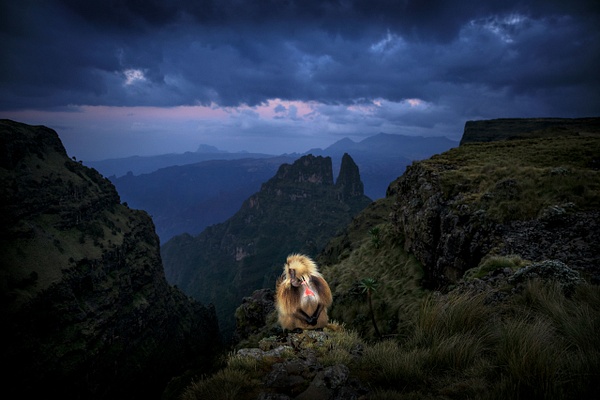 Gelada-12,-Simien-Mountains-National-Park,-Ethiopia - IAN PLANT 