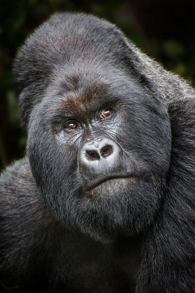Silverback-mountain-gorilla-2,-Virunga-National-Park,-Congo - IAN PLANT 