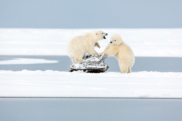 Polar-bear-cubs-playing-on-driftwood,-Arctic-National-Wildlife-Refuge,-Alaska,-USA - IAN PLANT 
