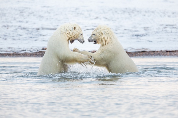 Polar-bear-cubs-fighting-in-water,-Arctic-National-Wildlife-Refuge,-Alaska,-USA - IAN PLANT 