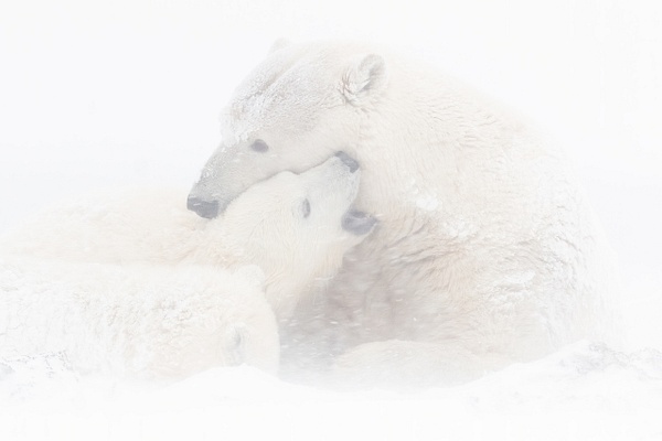 Polar-bear-and-cub-bedding-down-in-a-heavy-snowstorm-2,-Arctic-National-Wildlife-Refuge,-Alaska,-USA - IAN PLANT