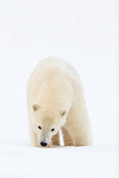Polar-bear-cub-walking-in-deep-snow-vertical,-Arctic-National-Wildlife-Refuge,-Alaska,-USA - IAN PLANT 