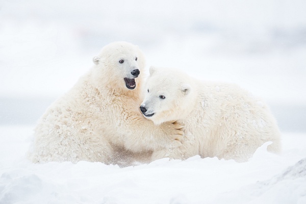Two-polar-bear-cubs-playing-in-snow-during-blizzard,-Arctic-National-Wildlife-Refuge,-Alaska,-USA - IAN PLANT 