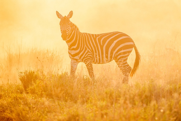 Backlit-zebra,-Serengeti-National-Park,-Tanzania - IAN PLANT