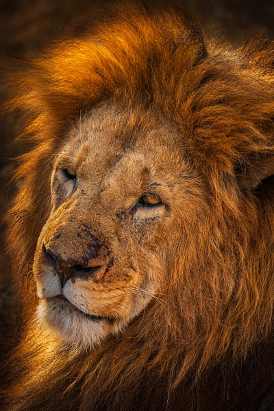Lion-9,-Ngorongoro-Conservation-Area - IAN PLANT