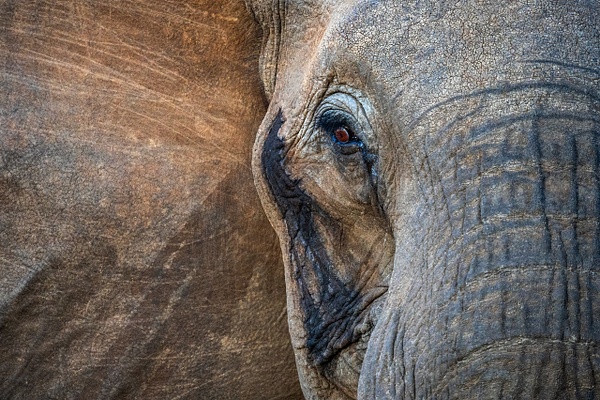Elephant-1,-Tarangire-National-Park,-Tanzania - IAN PLANT