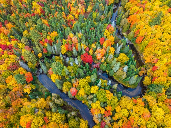 Aerial-view-of-autumn-color-1,-Hiawatha-National-Forest,-Upper-Peninsula,-Michigan,-USA - IAN PLANT