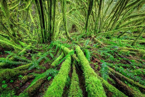 Sol-Duc-Rain-Forest-7,-Olympic-National-Park,-Washington,-USA - IAN PLANT