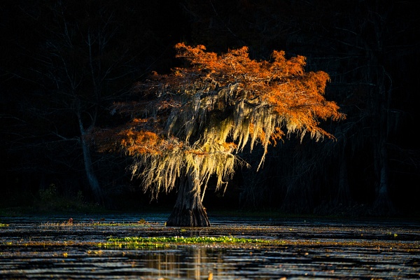 Autumn-color-39,-Lake-Caddo,-Texas,-USA - IAN PLANT 