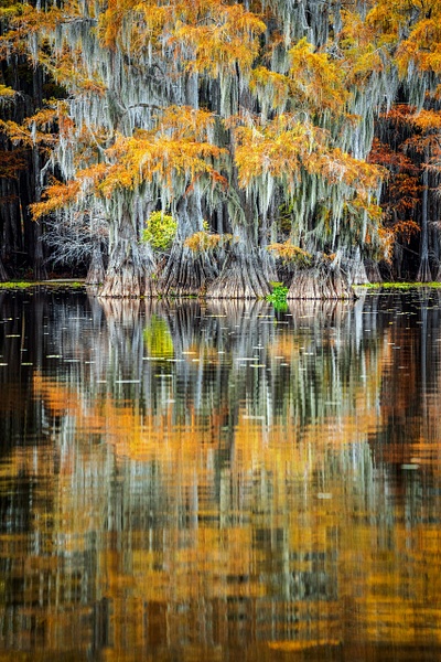Autumn-color-97,-Lake-Caddo,-Texas,-USA - IAN PLANT 