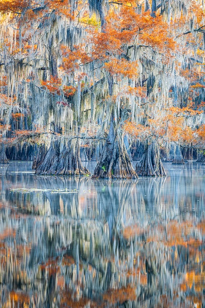 Autumn-color-119,-Lake-Caddo,-Texas,-USA - IAN PLANT