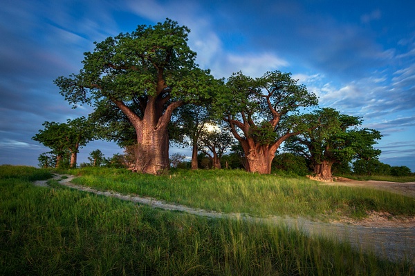 Baobab-trees-at-twilight-2,-Nxai-Pan-National-Park,-Botswana - IAN PLANT