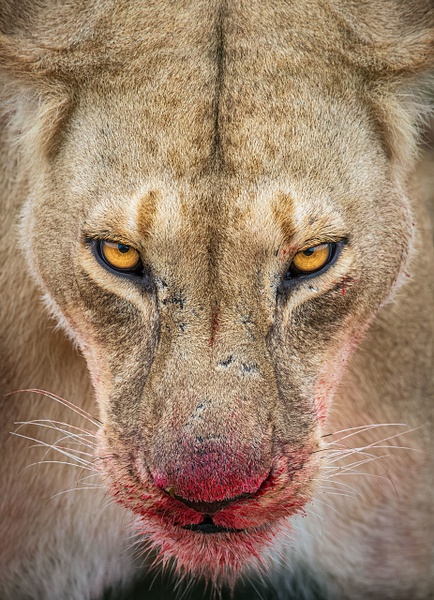 Female-lion-at-kill-3a,-Masai-Mara-National-Reserve,-Kenya - IAN PLANT