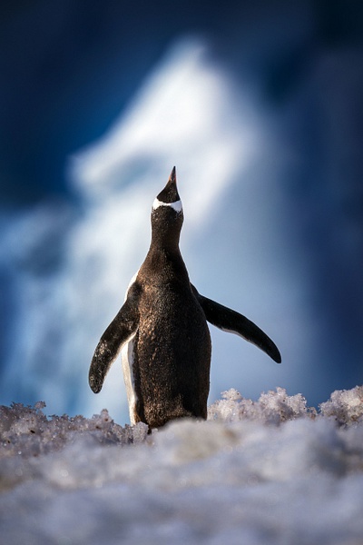 Gentoo-penguin-25,-Antarctica - IAN PLANT 