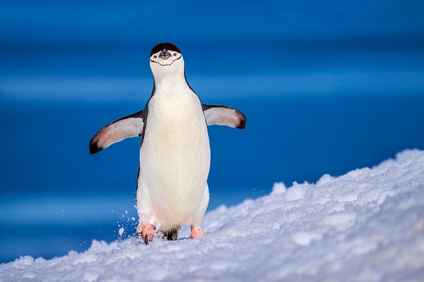 Chinstrap-penguin-5,-Antarctica - IAN PLANT 