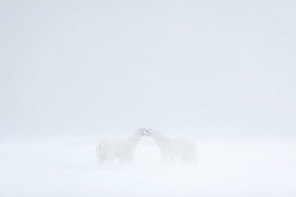 Polar-bears-fighting-in-blizzard-8a,-Arctic-National-Wildlife-Refuge,-Alaska,-USA - IAN PLANT