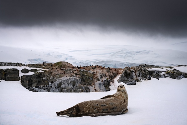 Weddell-seal-1,-Antarctica - IAN PLANT