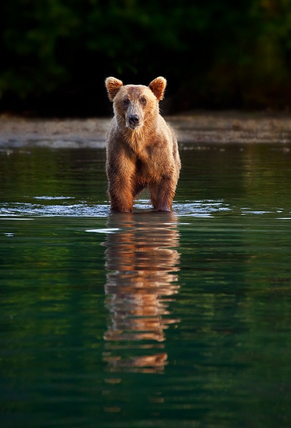 Brown-bear-standing-in-water-and-reflections,-Lake-Clark-National-Park-and-Preserve,-Alaska - IAN PLANT