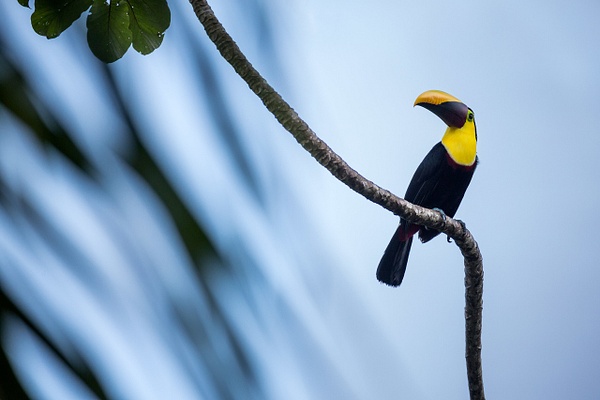 Chestnut-mandibled-toucan-3,-Osa-Peninsula,-Costa-Rica - IAN PLANT
