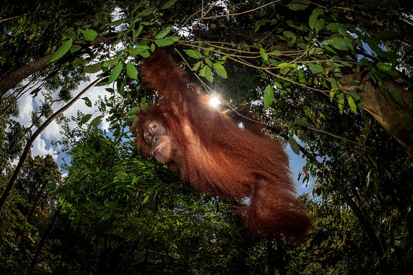2017-Female-orangutan-11,-Gunung-Leuser-National-Park,-Sumatra,-Indonesia - IAN PLANT