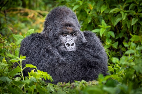 Silverback-mountain-gorilla-11,-Mgahinga-Gorilla-National-Park,-Uganda - IAN PLANT