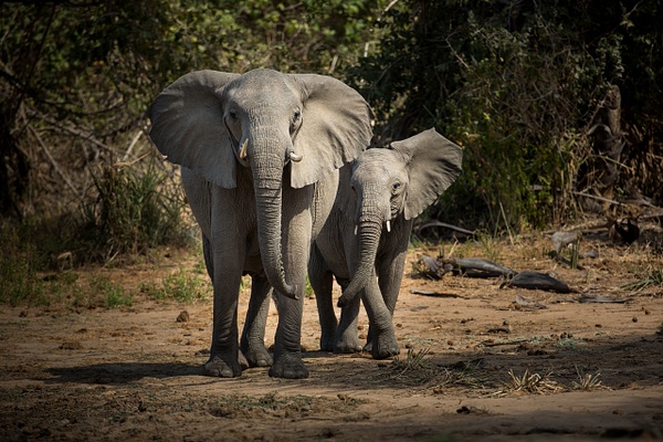 Elephant-pair,-Lower-Zambezi-National-Park,-Zambia - IAN PLANT