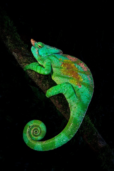Parsons-Chameleon-10,-Andasibe,-Madagascar - IAN PLANT