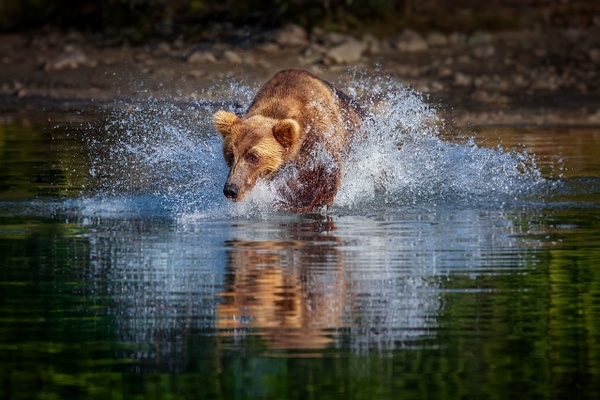 Brown-bear-8,-Lake-Clark-National-Park,-Alaska,-USA - IAN PLANT