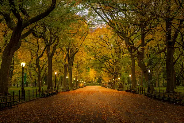Golden Days of Central Park by lisaacampbell