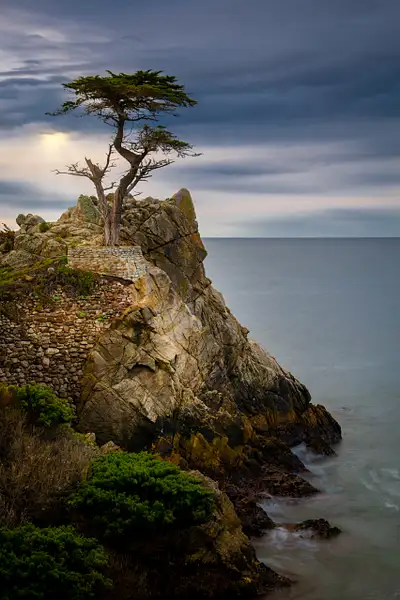 The Lone Cypress by lisaacampbell