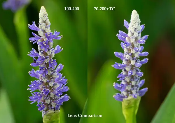 Lens Comparison by David Pitts