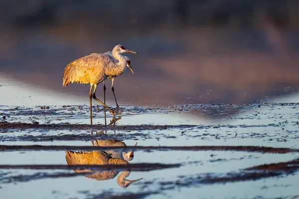 2022-12 Bosque Del Apache by David Pitts by David Pitts