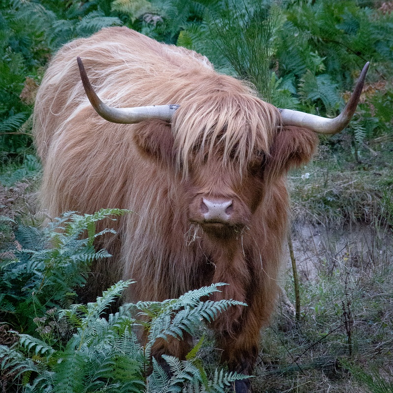 Highland Cow in Correze