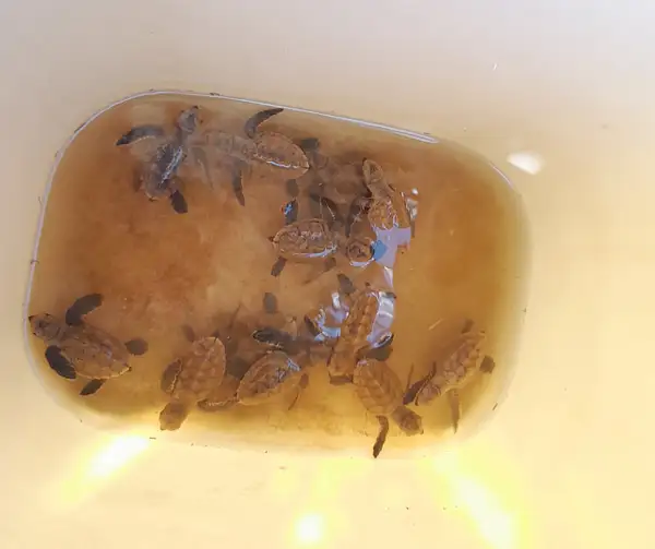 Baby Turtles Waiting to be released by flipflopman