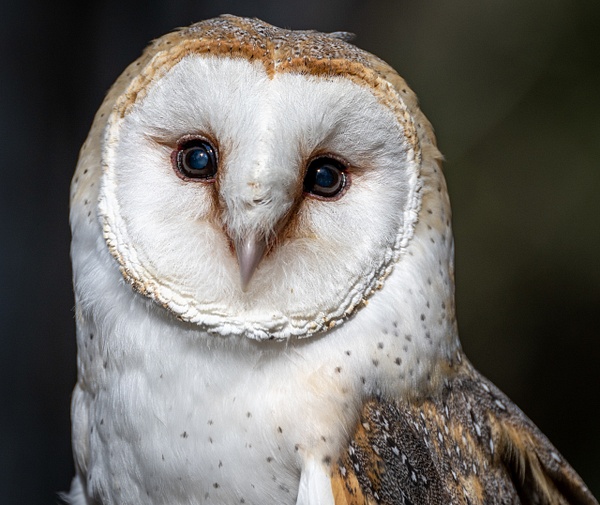 Barn owl, Charleston SC