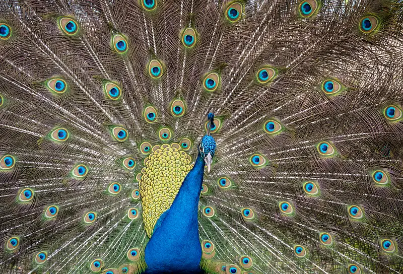 Peacock, Naples FL
