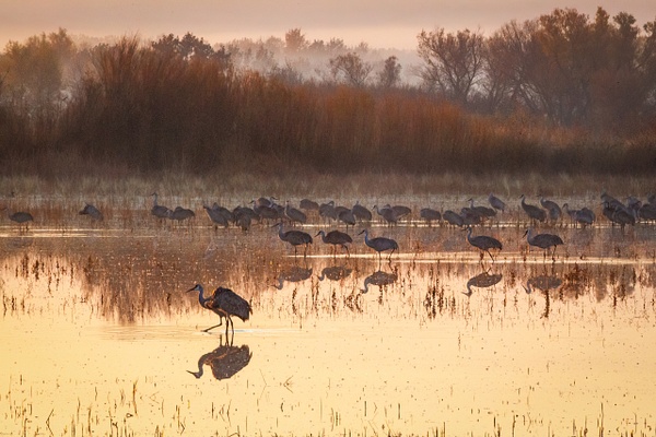 Sandhill Cranes in the Morning Mist - Rozanne Hakala Photography