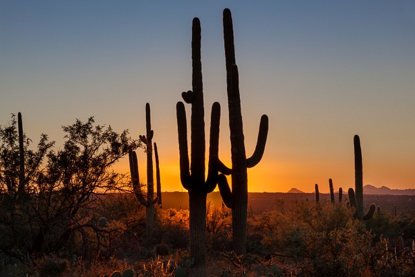 Saguaro Sentinels - Rozanne Hakala Photography