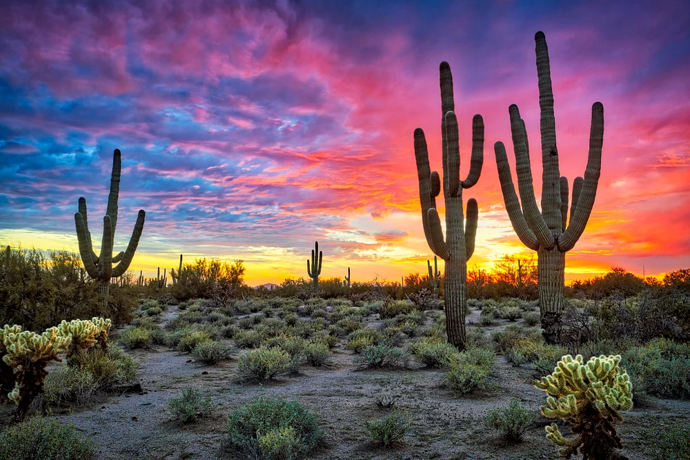 Desert Dusk: Cacti Silhouettes Against Colorful Sky