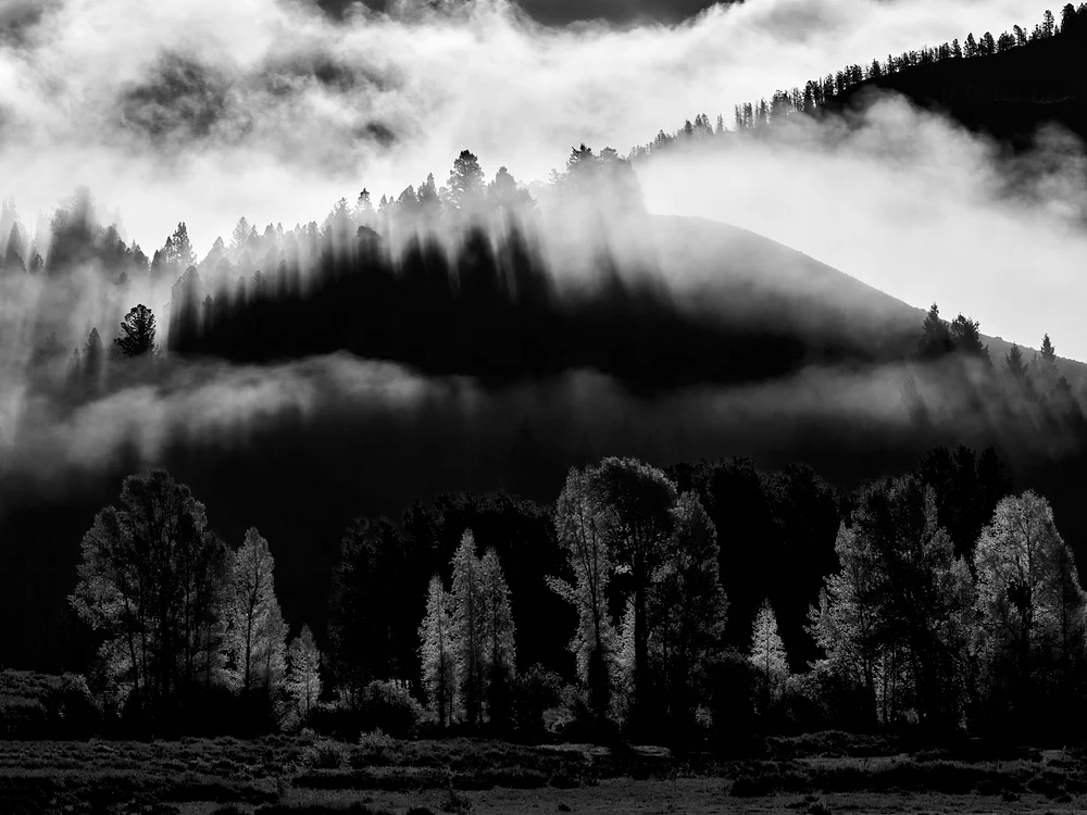 Enigmatic Forest Veiled in Misty Shadows