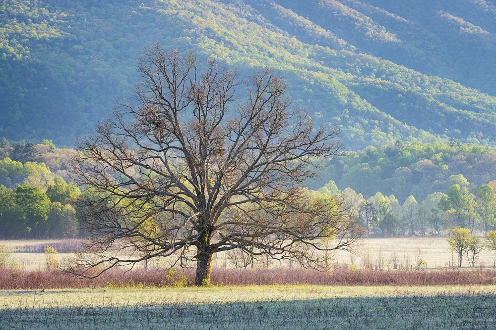 Lonely Tree Against Rolling Hills