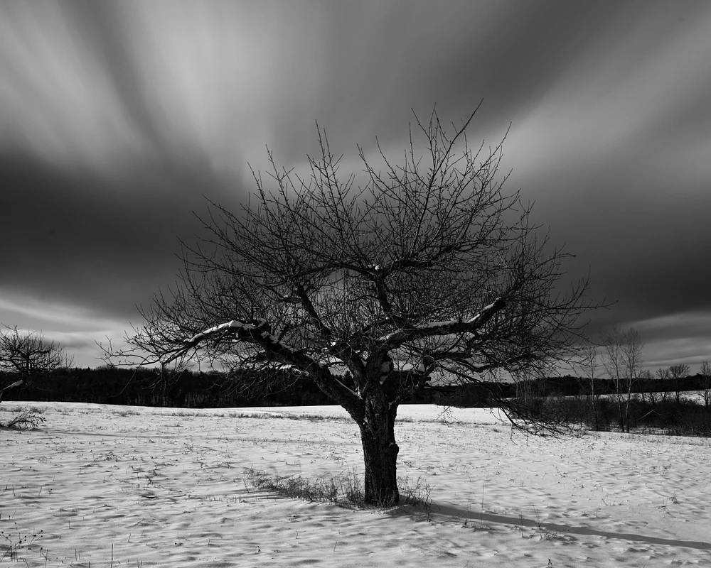 Solitary Tree in Winter's Monochrome Landscape