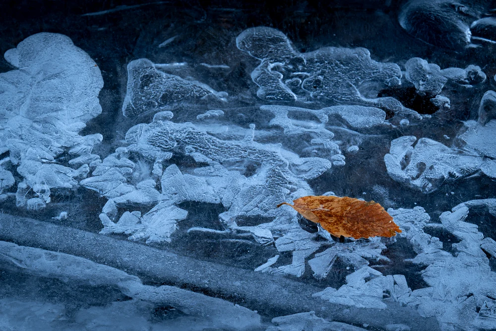 Lonely Leaf Amidst Frozen Patterns
