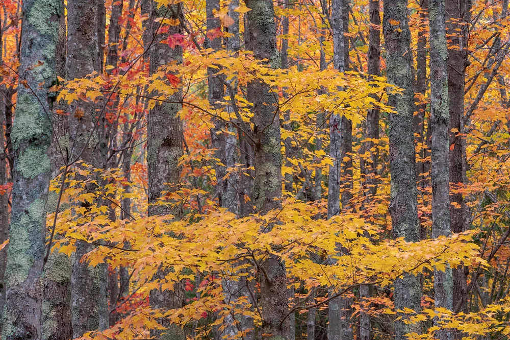 Golden Foliage Amidst Autumn Trees