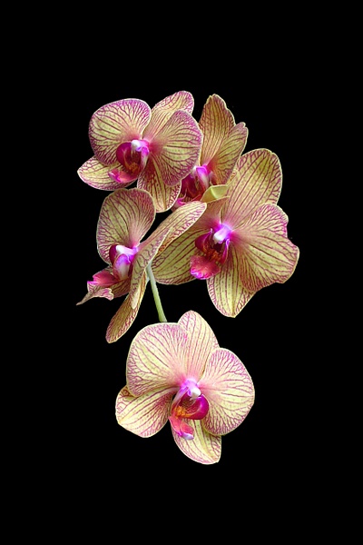 Pink Orchids - SnS Fine Art