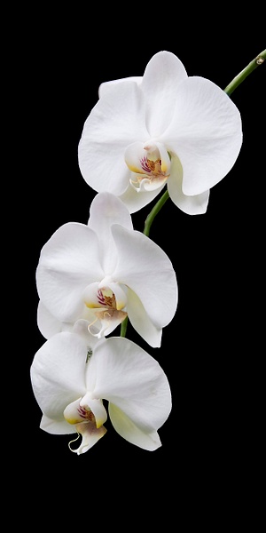 White Orchids - SnS Fine Art