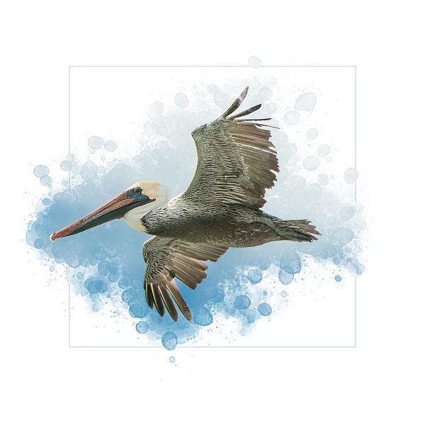 Brown Pelican - SnS Fine Art